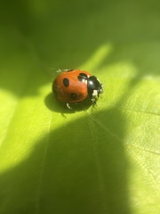 Coccinella septempunctata