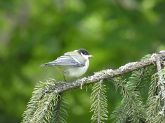 Parus major major