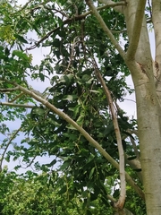 Kigelia africana