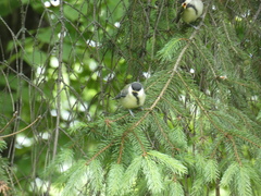 Parus major major