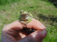 Hyla japonica