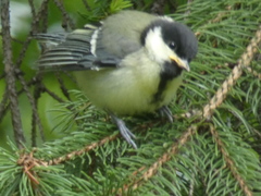 Parus major major