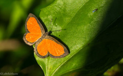 Mesene pyrippe sanguilenta