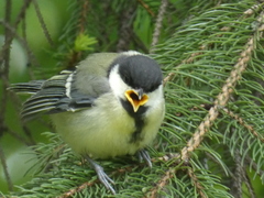 Parus major major