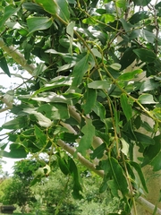 Kigelia africana