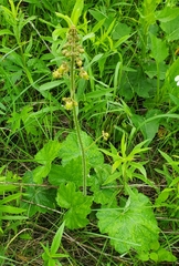 Heuchera richardsonii