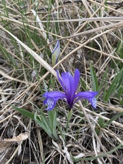 Iris uniflora