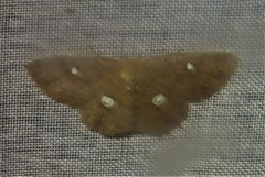 Semaeopus illimitata