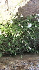 Silene uniflora