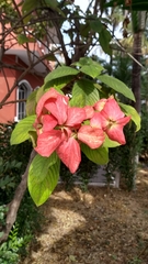Mussaenda erythrophylla
