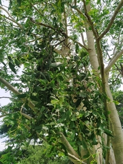 Kigelia africana
