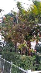 Mussaenda erythrophylla