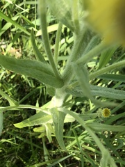 Tephroseris palustris