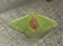 Nemoria astraea