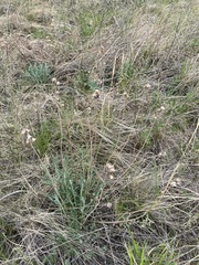 Saussurea salicifolia