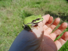 Hyla japonica