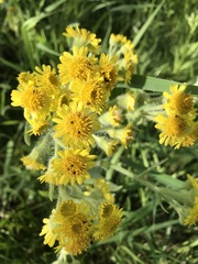 Tephroseris palustris