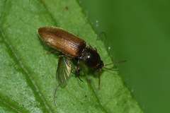 Agriotes ustulatus