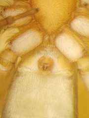 Micythus rangunensis