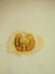 Micythus rangunensis