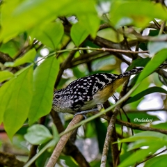 Hypoedaleus guttatus