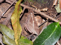 Oxycanus