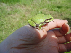 Hyla japonica