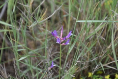 Astragalus muelleri