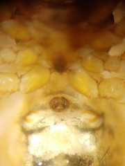 Parasteatoda merapiensis