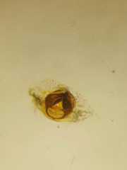 Parasteatoda merapiensis