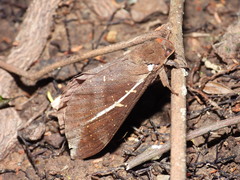 Oxycanus