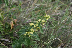 Vincetoxicum hirundinaria adriaticum