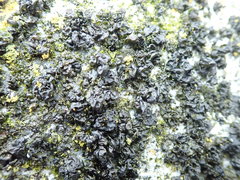 Blennothallia fecunda