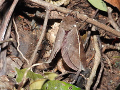 Oxycanus