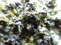 Blennothallia fecunda