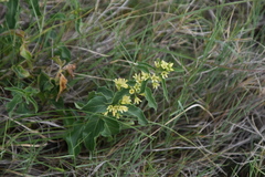 Vincetoxicum hirundinaria adriaticum