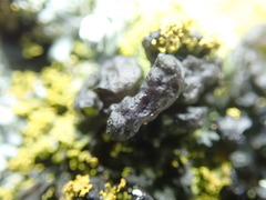 Blennothallia fecunda