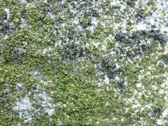 Blennothallia fecunda