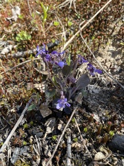 Viola rupestris