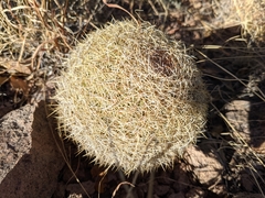 Coryphantha recurvata recurvata