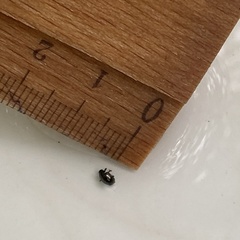 Coleoptera