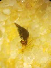 Oxyopes javanus