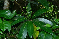 Semecarpus cuneiformis