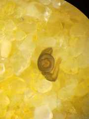 Myrmarachne lambirensis