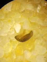 Myrmarachne lambirensis