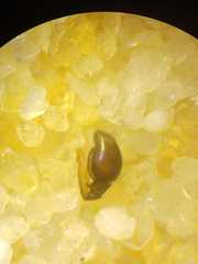 Myrmarachne lambirensis