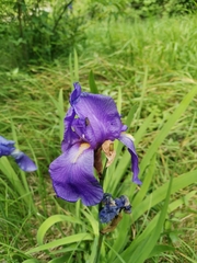 Iris pallida illyrica