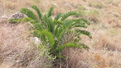 Encephalartos longifolius