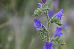 Echium vulgare pustulatum