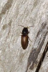 Agriotes ustulatus